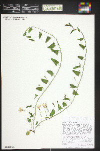 Convolvulus arvensis image