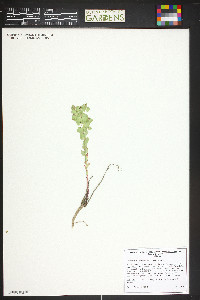 Euphorbia brachycera image