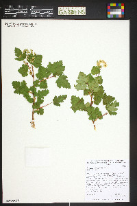 Physocarpus monogynus image