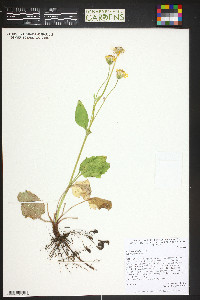 Arnica cordifolia image