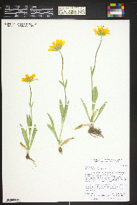 Arnica fulgens image