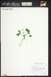 Viola selkirkii image