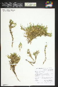 Cherleria obtusiloba image