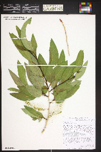 Populus angustifolia image