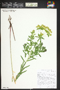 Euphorbia esula image