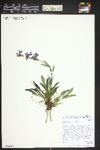 Penstemon virens image