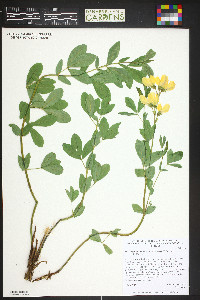 Thermopsis divaricarpa image