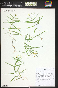 Pseudostellaria jamesiana image