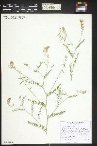 Astragalus flexuosus image