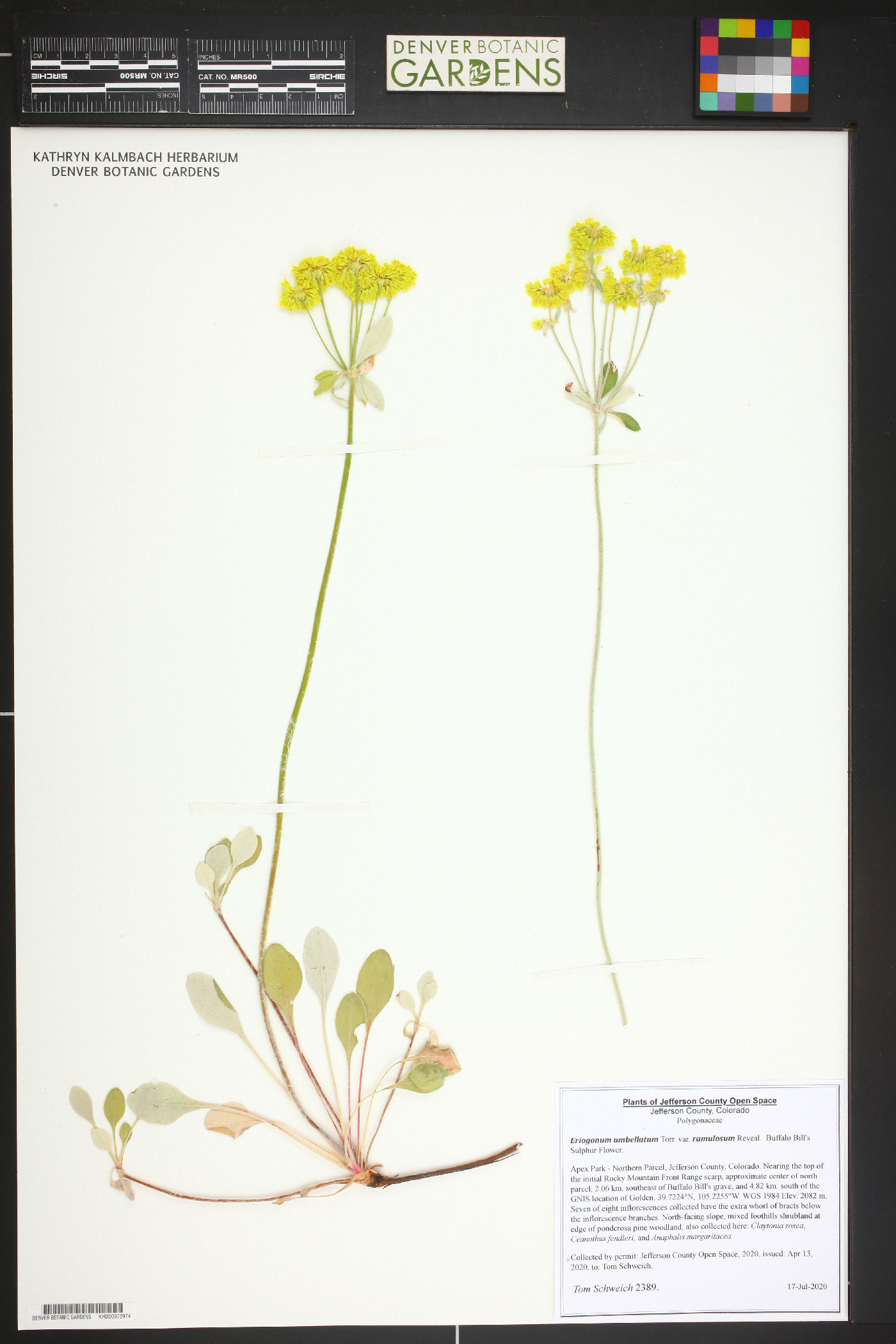 Eriogonum umbellatum var. ramulosum image