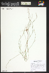 Polygonum douglasii image