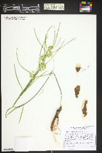 Asclepias stenophylla image