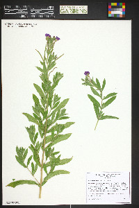 Epilobium hirsutum image