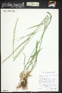 Thinopyrum intermedium image