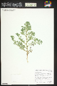 Amaranthus albus image