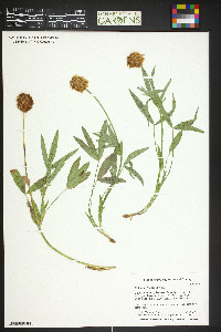 Trifolium longipes image