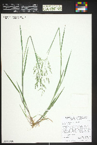 Torreyochloa pallida image