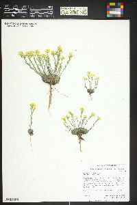 Draba streptocarpa image