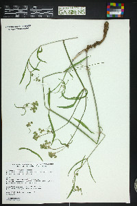 Mirabilis linearis image