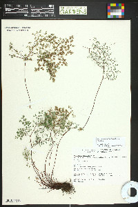 Argyrochosma fendleri image