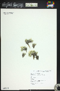 Phlox condensata image