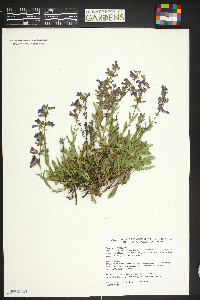 Penstemon virens image