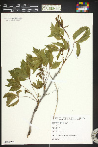 Parthenocissus inserta image