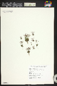 Androsace septentrionalis image