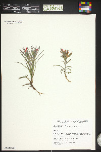 Castilleja integra image