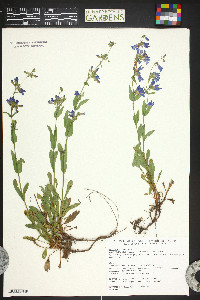 Penstemon virens image