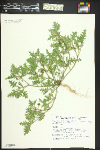 Solanum triflorum image