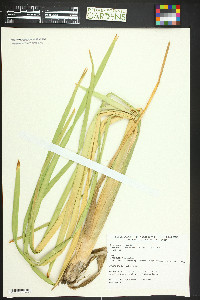 Typha angustifolia image