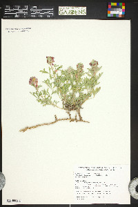 Sphaeralcea coccinea image