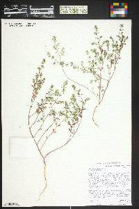 Euphorbia serpillifolia image