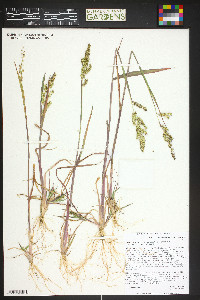 Echinochloa muricata var. microstachya image