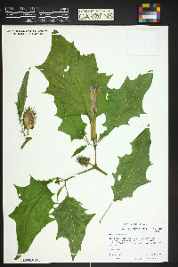 Datura stramonium image