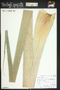 Pandanus tectorius image