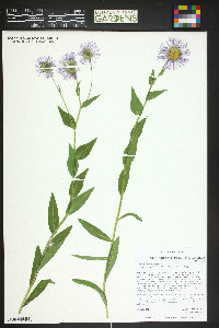 Erigeron speciosus image