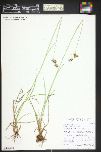 Juncus longistylis image