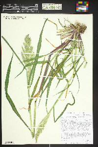 Echinochloa muricata var. microstachya image