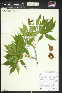 Aesculus glabra image