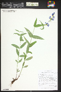 Penstemon watsonii image