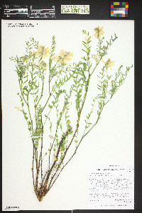 Astragalus pattersonii image