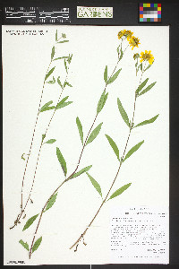 Heliomeris multiflora image