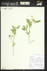 Solanum rostratum image