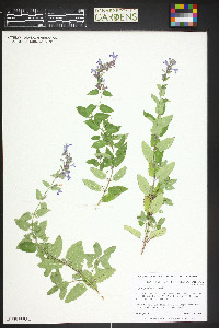 Nepeta grandiflora image