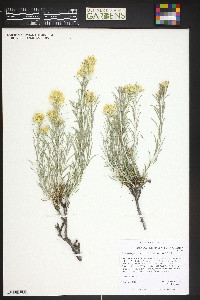 Ericameria parryi image