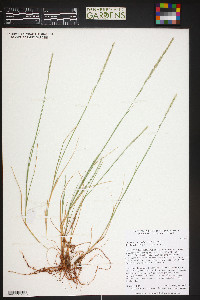 Muhlenbergia wrightii image