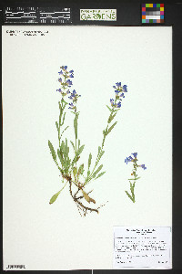 Penstemon virens image