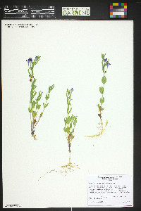 Scutellaria brittonii image